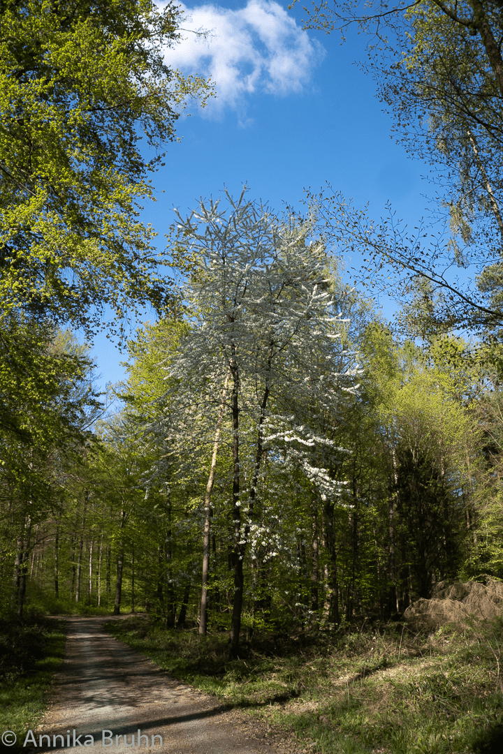 Waldweg weißer Baum